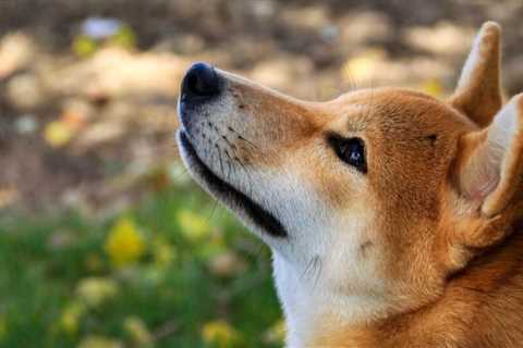 This Ethereum-Based Dogecoin And Shiba Inu Knockoff Coin Is Up Over 100% Today – Dogecoin..