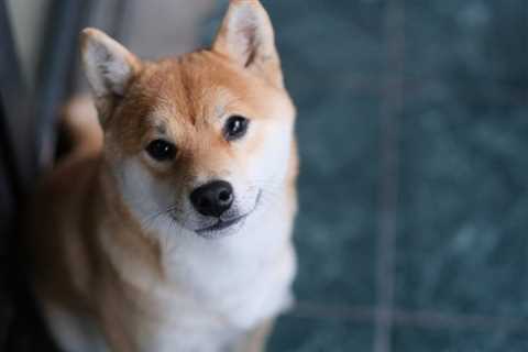 3 Facts About Shiba Inu That You Should Know - Shiba Inu Market News