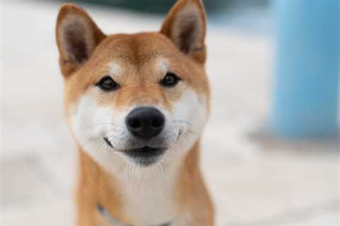 This Shiba Inu Milestone Is Far More Important Than Its Metaverse Announcement - Shiba Inu Market..