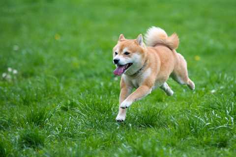 Here's How Shiba Inu Can Surpass $1 - Shiba Inu Market News