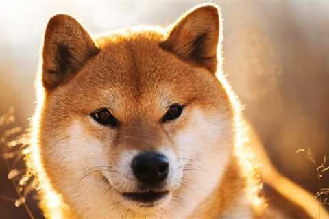 Shiba Inu more popular than Ethereum in India as Bitcoin tops the charts - Shiba Inu Market News