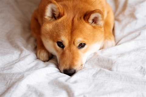 Is ApeCoin the Next Shiba Inu? - Shiba Inu Market News