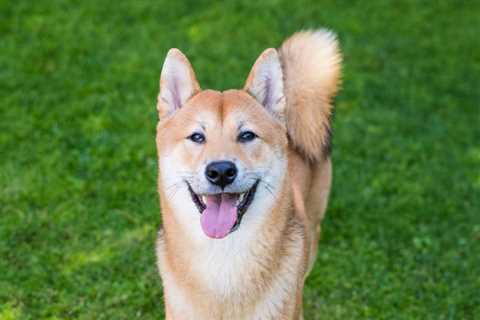 Will Shiba Inu's Burn Portal Be a Bigger Catalyst Than Its Robinhood Listing? - Shiba Inu Market..