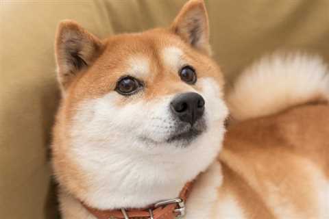 Shiba Inu, Dogecoin, Solana Surge Higher Today: Where Are Meme Coins Headed From Here?