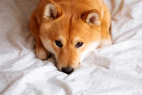 589 Trillion Reasons Shiba Inu Won't Reach $1 (for Now) - Shiba Inu Market News