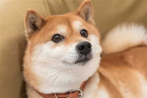 Is It Too Early to Be Talking About a Merge for Dogecoin?