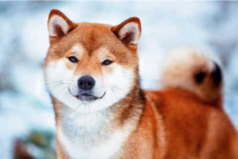 Darling Crypto: Shiba Inu Reclaims Top Spot As ETH Whales' Favorite - Shiba Inu Market News