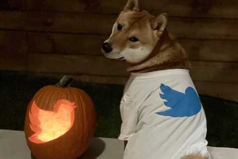 Elon Musk to turn Twitter into payment platform for dogecoin and crypto