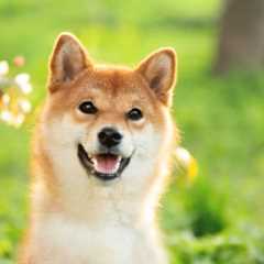 Why Meme Coins Dogecoin and Shiba Inu Were Surging on Saturday - Shiba Inu Market News
