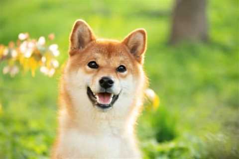 Why Meme Coins Dogecoin and Shiba Inu Were Surging on Saturday - Shiba Inu Market News